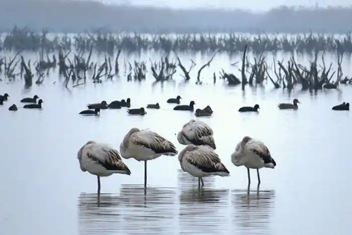 میزبانی تالاب میانکاله از پرندگان مهاجر در فصل زمستان