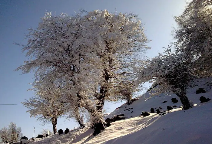 درختان پوشیده از برف روستای آجند