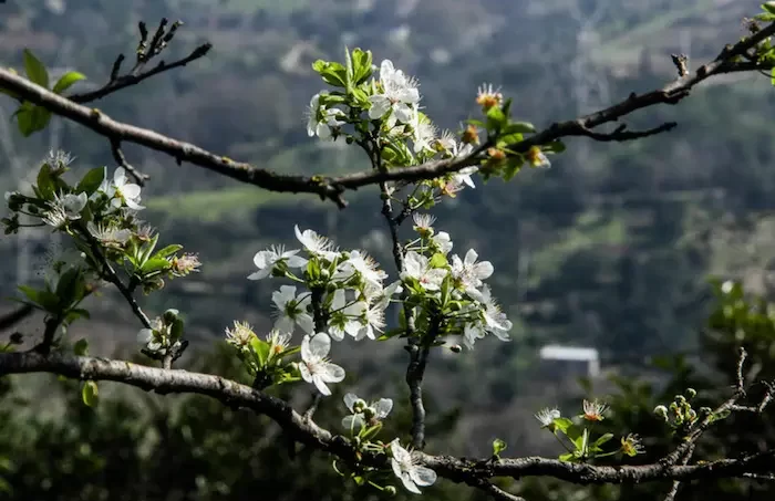 شکوفه های بهاری نشانی از سرآغاز فصل بهار در ساری