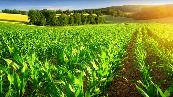درخشش نور خورشید در زمین کشاورزی در زاغمرز 65641654