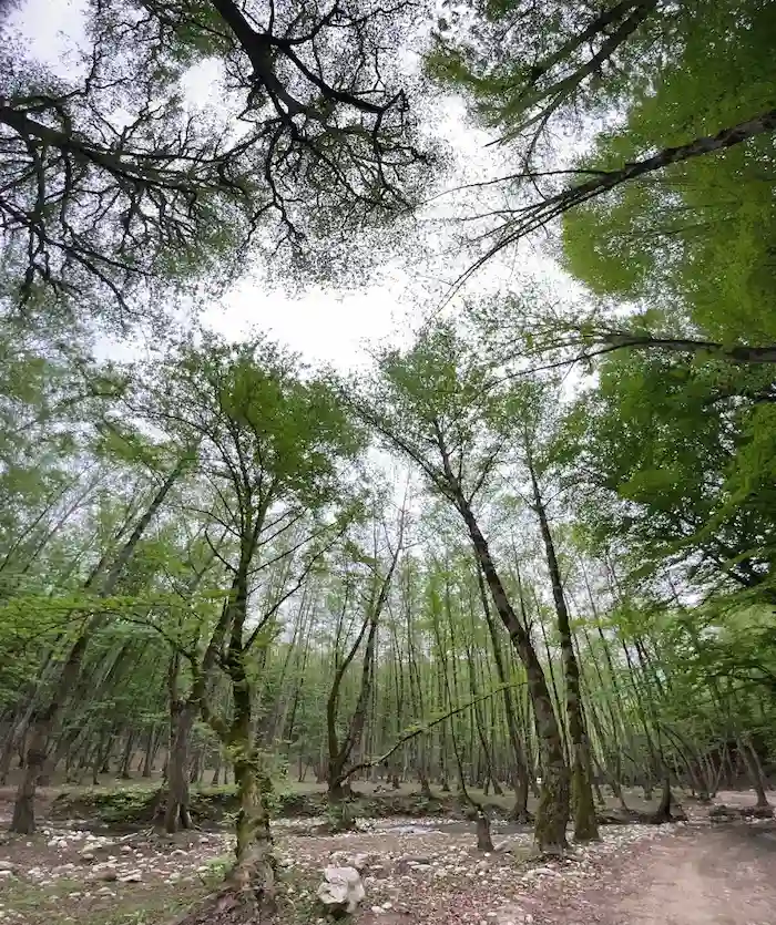 درختان بلندقامت اطراف چشمه ورگینه وا 7747545558