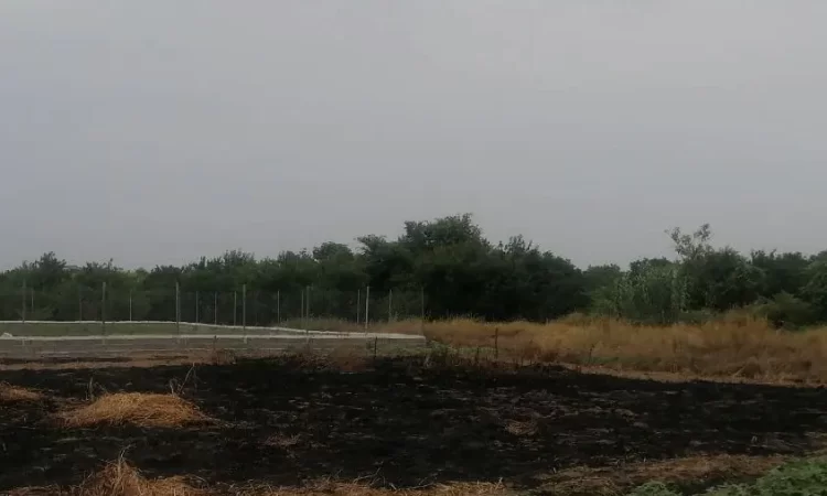 محوطه سرسبز اطراف زمین کشاورزی در نکا