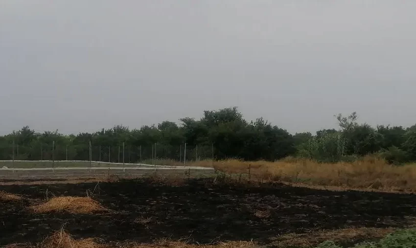 محوطه سرسبز اطراف زمین کشاورزی در نکا