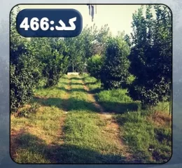 محوطه و درختان سرسبز زمین باغی در نکا