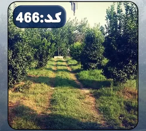 محوطه و درختان سرسبز زمین باغی در نکا