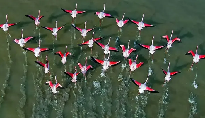 پرواز و رقص پرندگان تالاب میانکاله در بهشهر 8974544