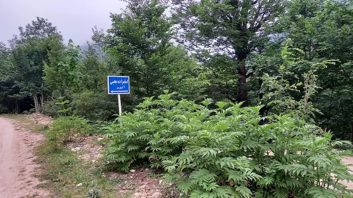 پوشش گیاهی سرسبز درختان بهاری در اطراف امامزاده یحیی (ع) نکا در اطراف روستای سیکا 485646