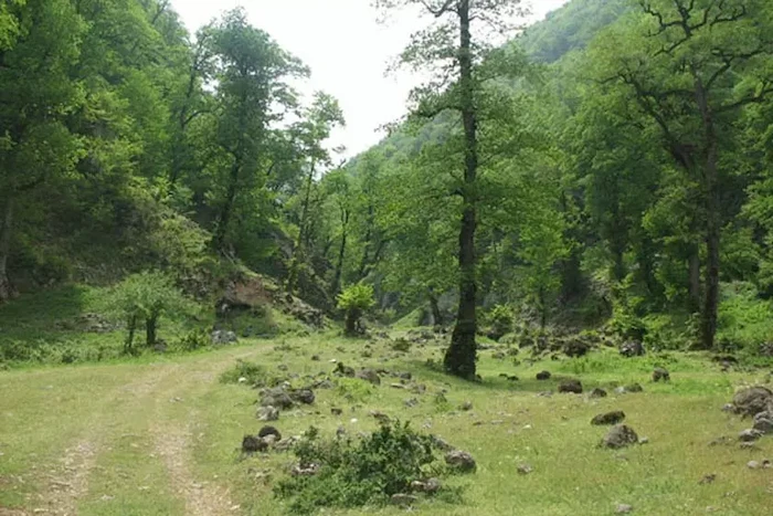 مسیر ورودی به جنگل های سرسبز روستای چناربن زارم 1454168789