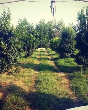 درختان سرسبز زمین باغی در نکا