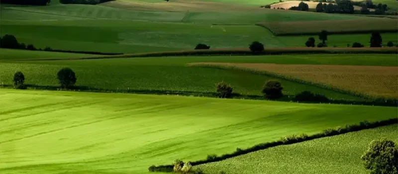 بافت باغی سرسبز 84545