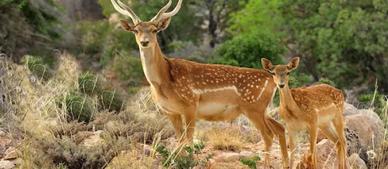 گوزن های زرد در منطقه محافشت شده در دشت ناز 784555