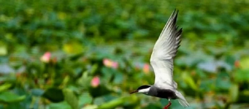 پرندگان مهاجر درتالاب نیلوفرهای آبی حمیدآباد 1414651