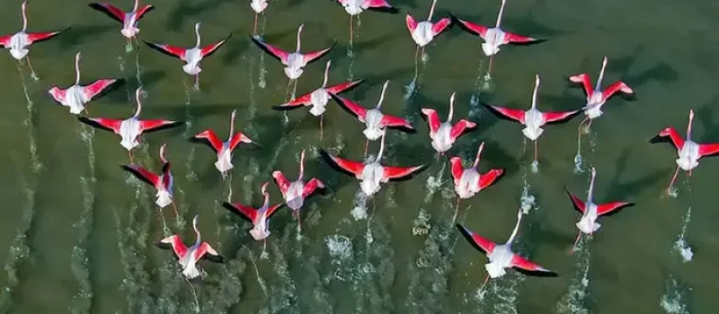 پرواز و رقص پرندگان تالاب میانکاله در بهشهر 8974544