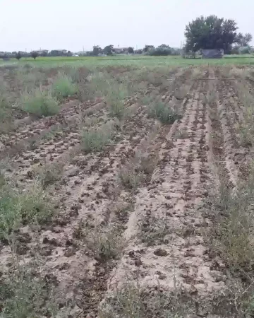 محوطه خاکی و سرسبز زمین در جویبار