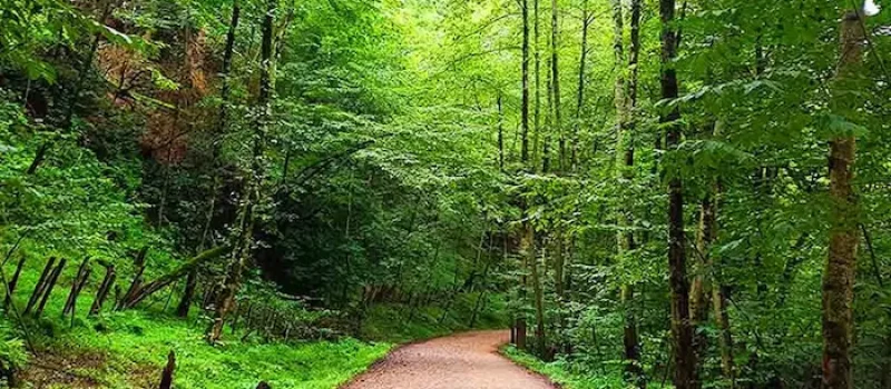 درختان سرسبز بلند قامت در کنار جاده خاکی در روستای سیکای نکا 415415