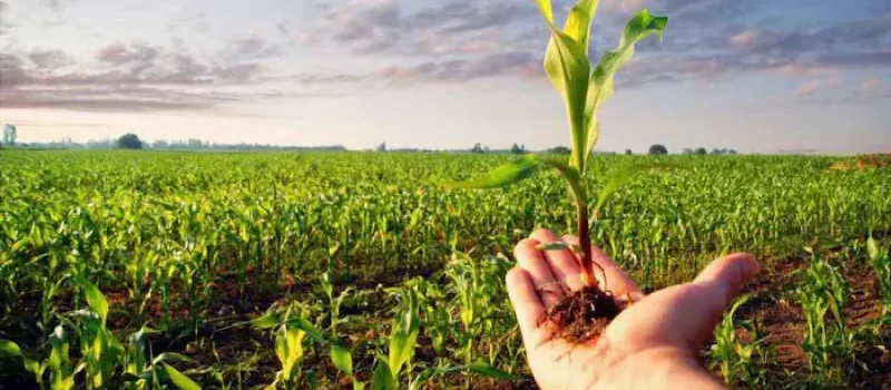 زمین سرسبز و نکات خرید زمین در زاغمرز 565767688