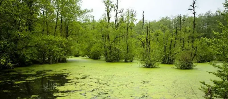 تالاب قادی کلا در کنار درختان سرسبز شهر قائمشهر 56489751368