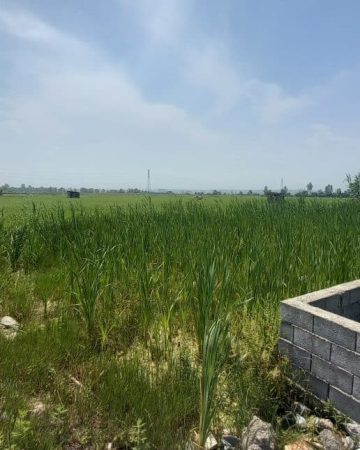 محوطه سرسبز زمین مسکونی در نکا