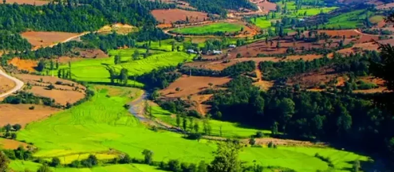 دشت سرسبز نکا 65262