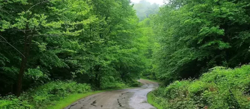 جنگل هزارجریب نکا 69841968418