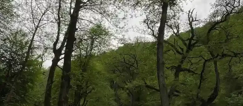 درختان تنومند اطراف چشمه ورگینه وا 554158485