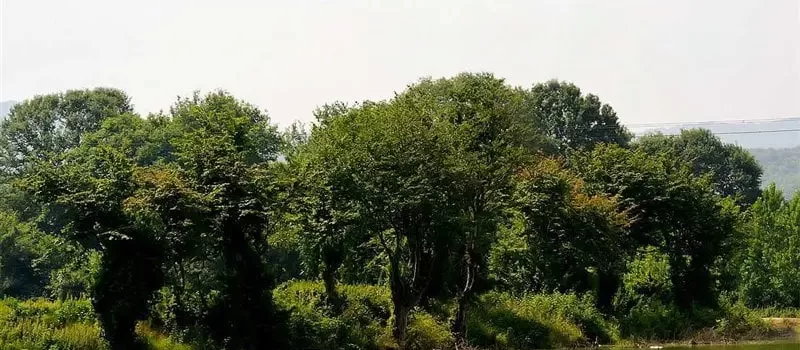 تالاب کرچنگ قائم شهر 9684968549641