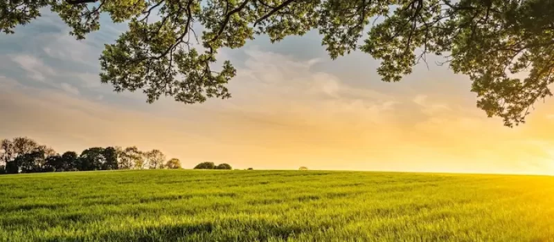 زمین کشاورزی زیر نور خورشید 968546854