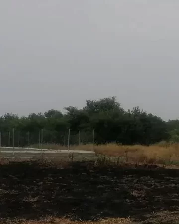 محوطه سرسبز اطراف زمین کشاورزی در نکا