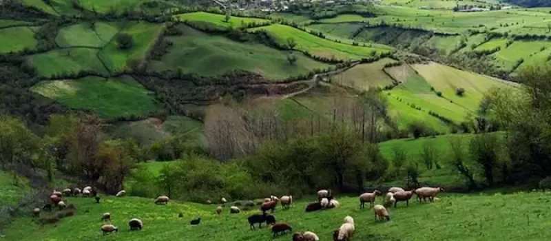 چراگاه حیوانات در قلب تپه های سرسبز روستای کچپ محله در نزدیکی روستای اطرب در مازندران 4564564