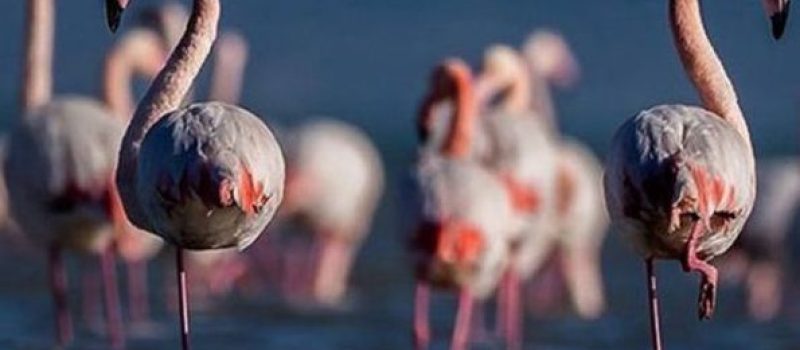 تالاب میانکاله 1541684184168741687418