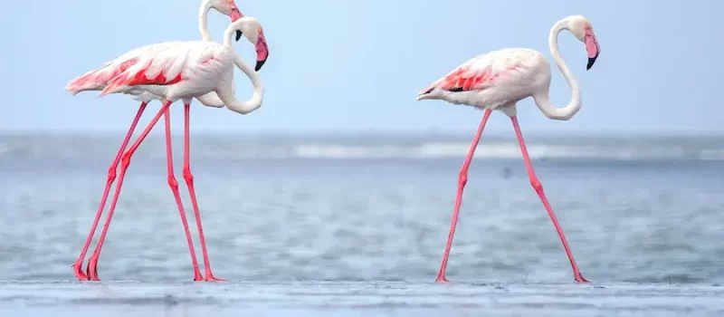 فلامینگو های تالاب میانکاله 541513